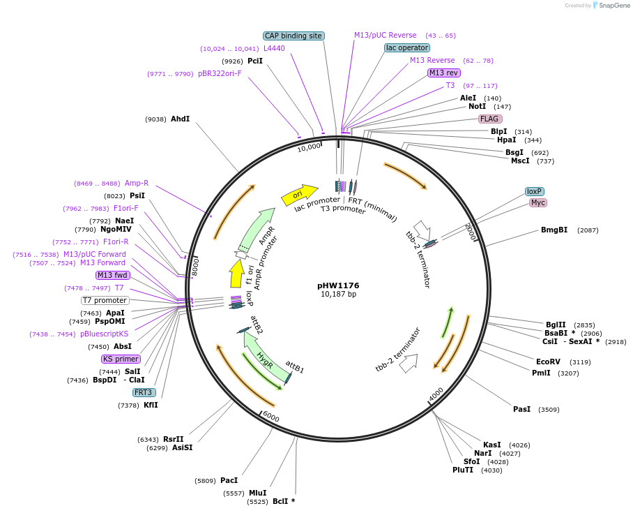 229871-plasmid-map-sequence-id-475644
