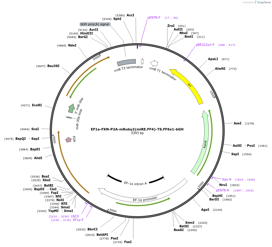 235301-plasmid-map-sequence-id-475645