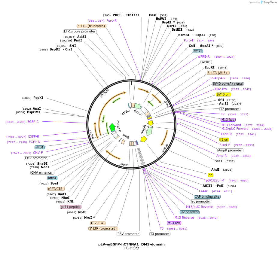 234555-plasmid-map-sequence-id-475653