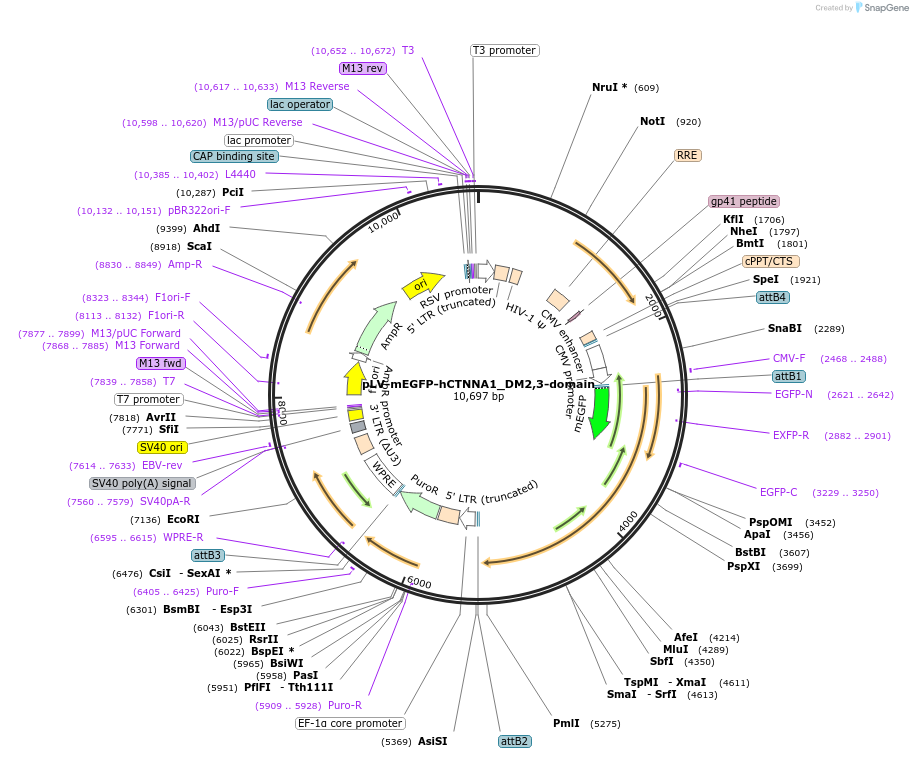 234556-plasmid-map-sequence-id-475654