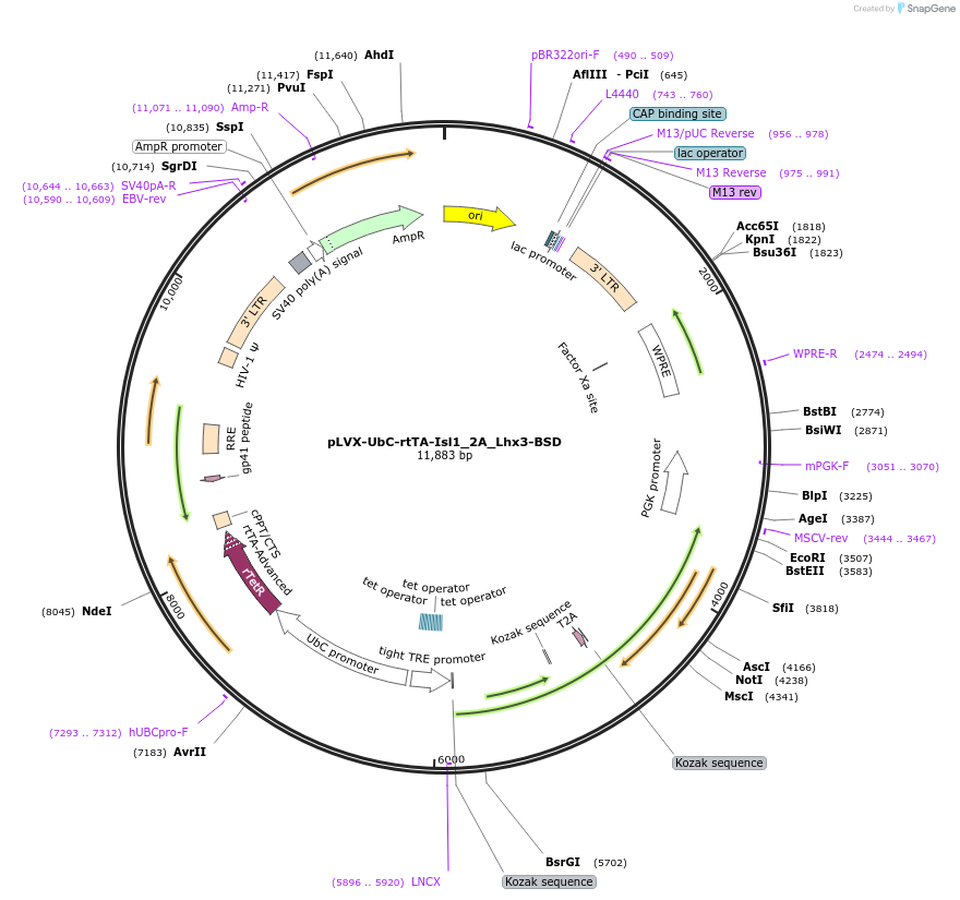 226282-plasmid-map-sequence-id-475682