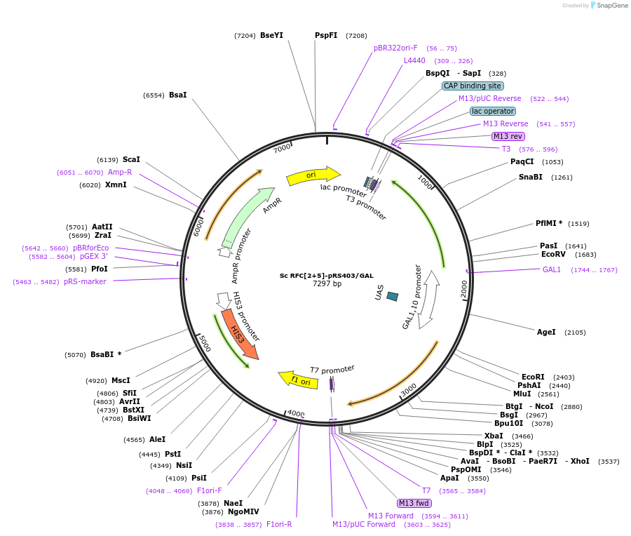 239474-plasmid-map-sequence-id-475694