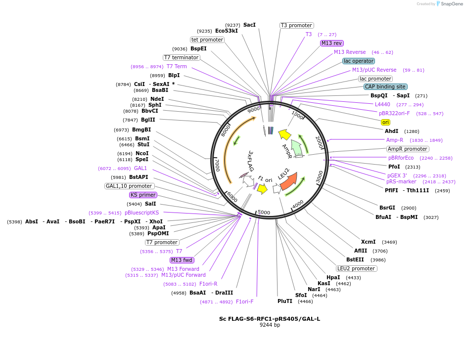 239473-plasmid-map-sequence-id-475709