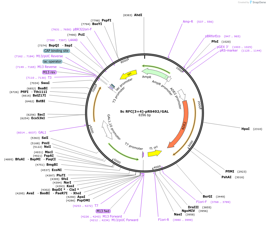239475-plasmid-map-sequence-id-475712