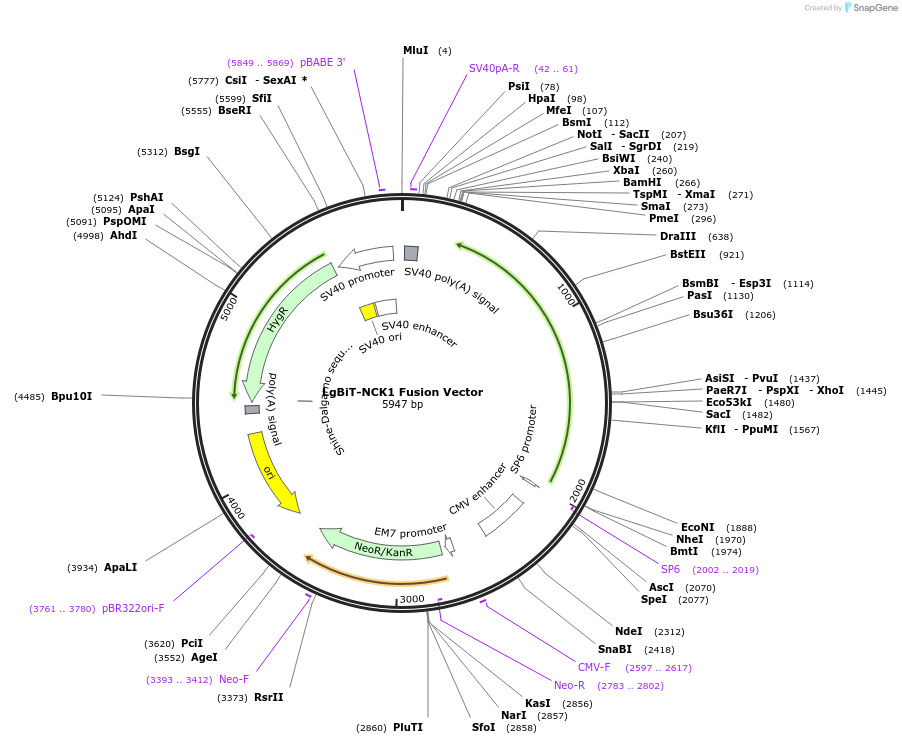 237025-plasmid-map-sequence-id-475755
