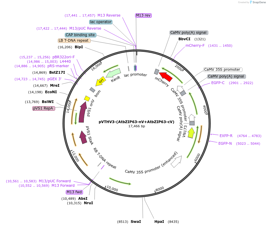 234927-plasmid-map-sequence-id-475761