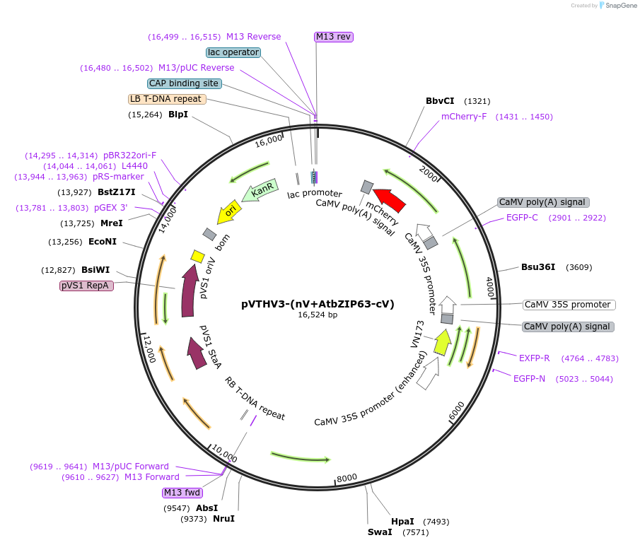 234926-plasmid-map-sequence-id-475762