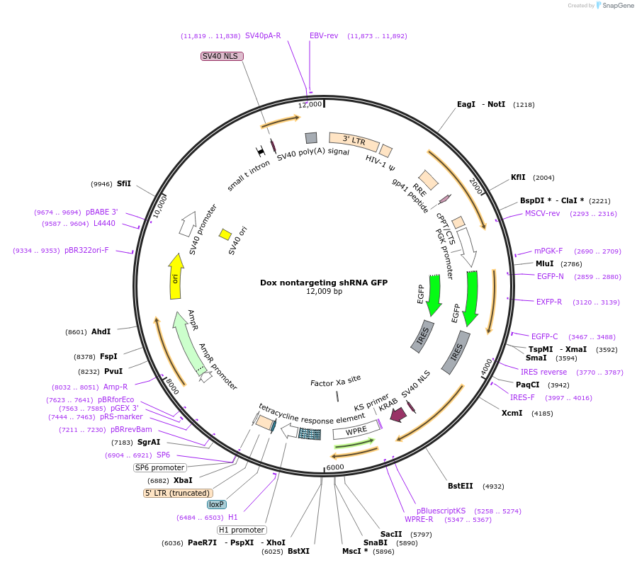 155290-plasmid-map-sequence-id-475763
