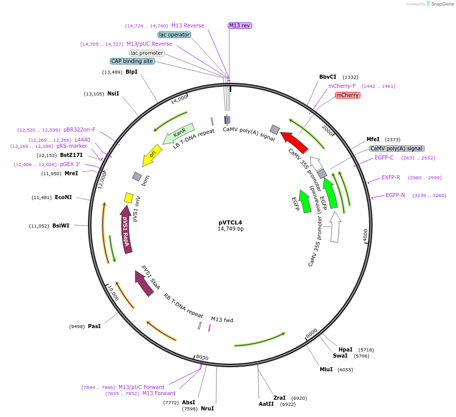 234922-plasmid-map-sequence-id-475768