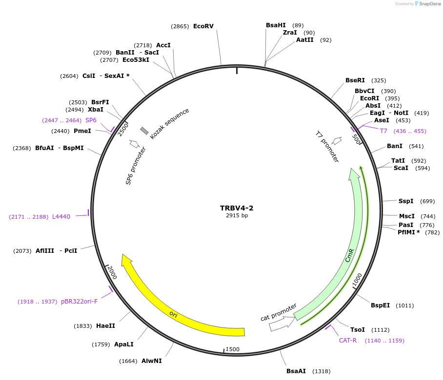 237906-plasmid-map-sequence-id-475796