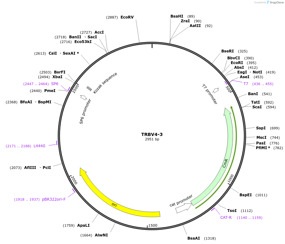 237907-plasmid-map-sequence-id-475797