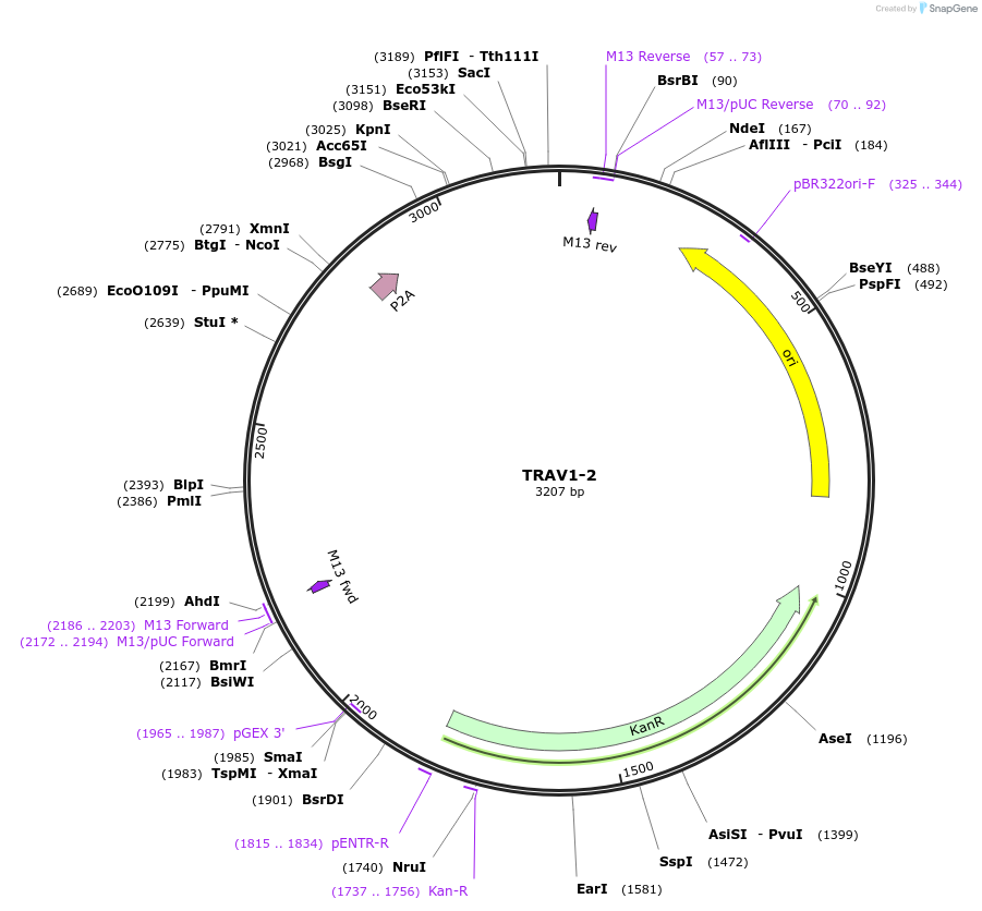 237952-plasmid-map-sequence-id-475798