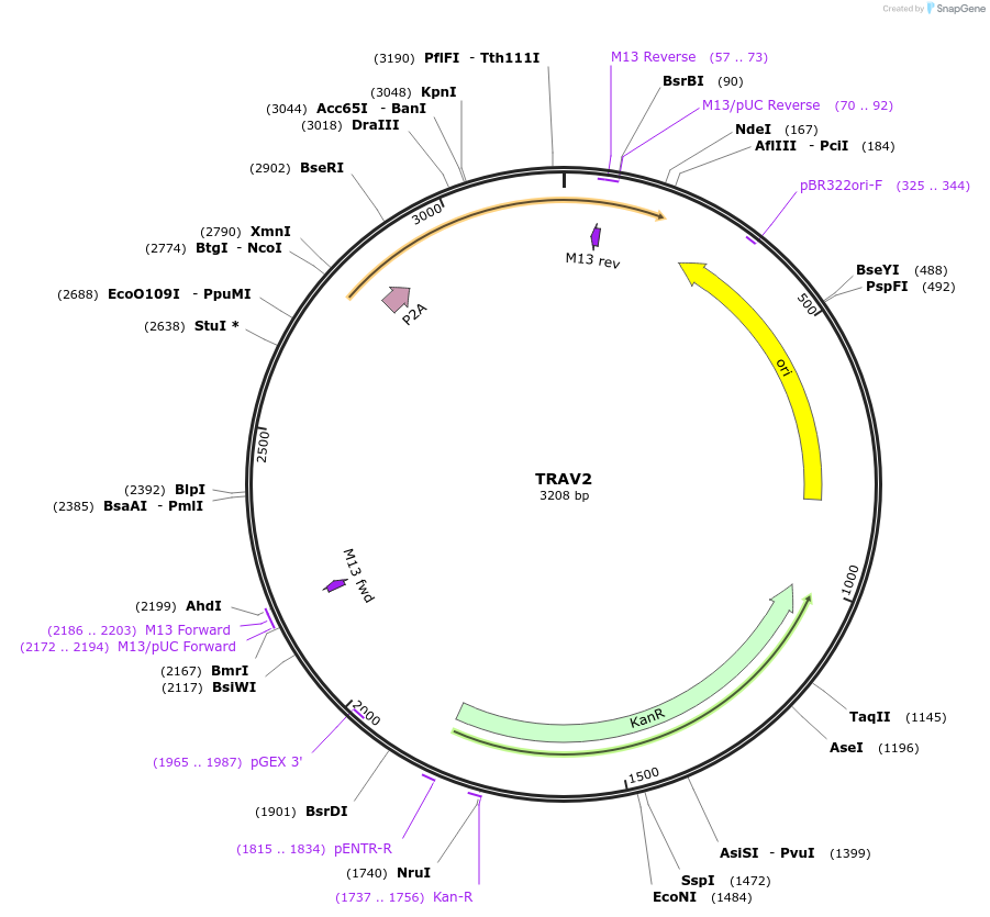 237953-plasmid-map-sequence-id-475799