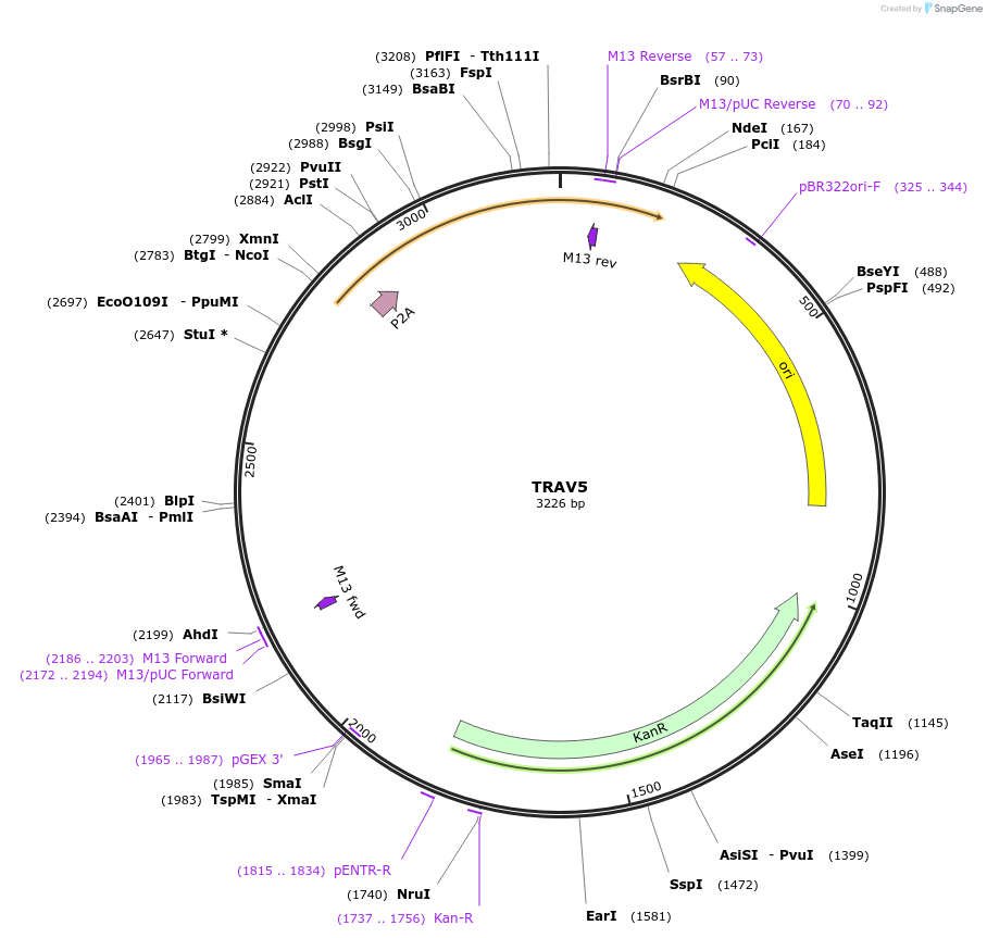 237956-plasmid-map-sequence-id-475801
