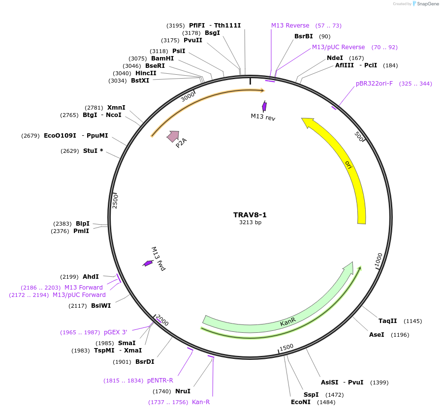 237959-plasmid-map-sequence-id-475803