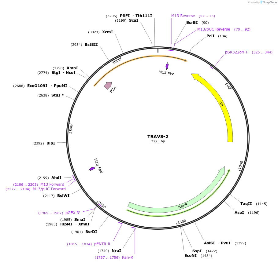 237960-plasmid-map-sequence-id-475804