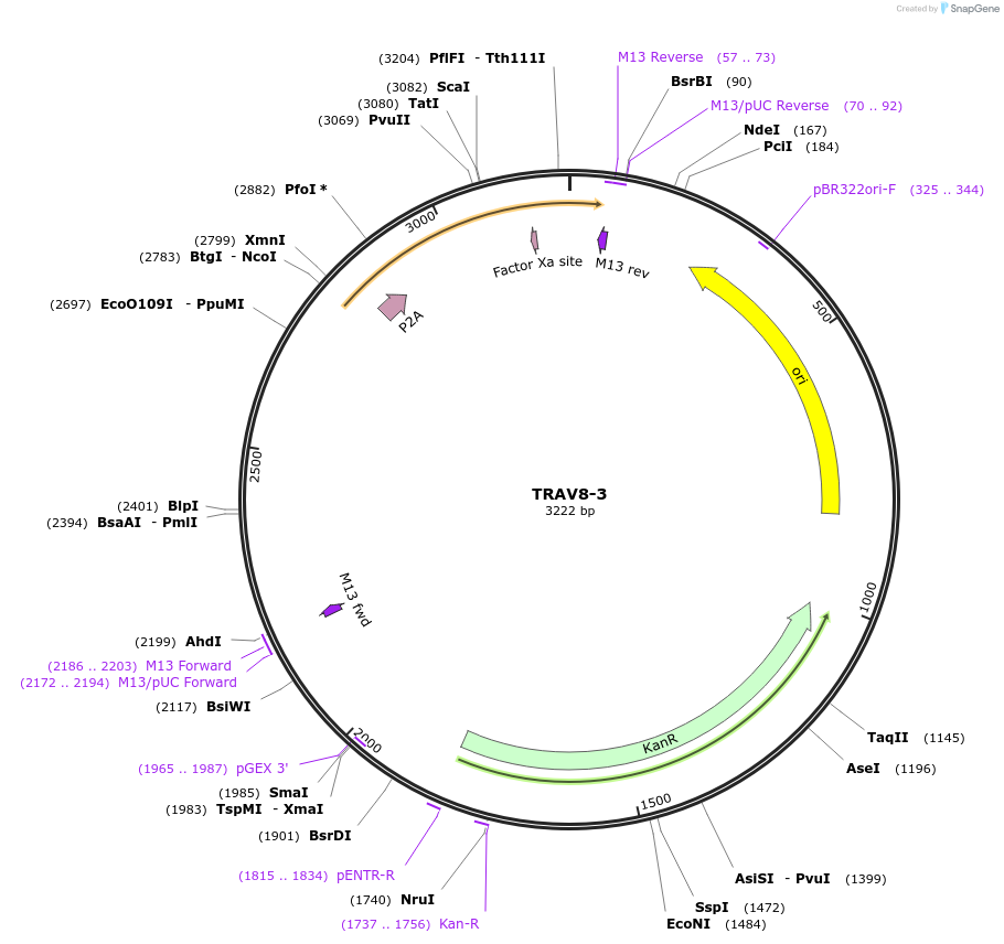 237961-plasmid-map-sequence-id-475805