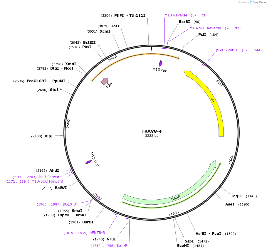 237962-plasmid-map-sequence-id-475806