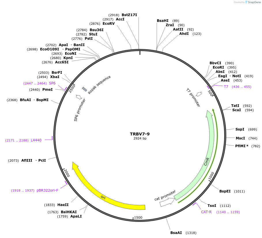 237927-plasmid-map-sequence-id-475807
