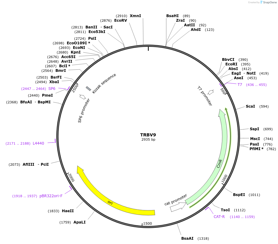 237928-plasmid-map-sequence-id-475808