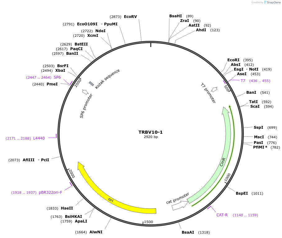 237929-plasmid-map-sequence-id-475809