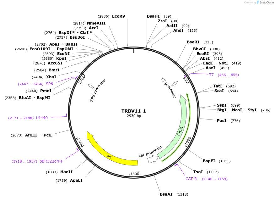 237932-plasmid-map-sequence-id-475811