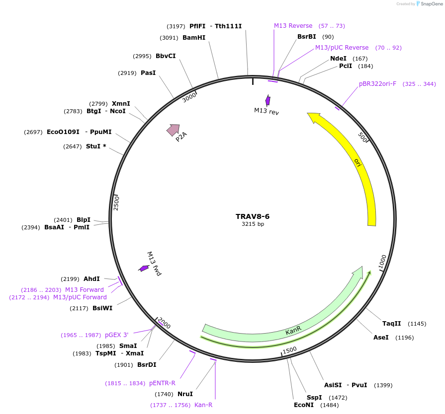 237963-plasmid-map-sequence-id-475812