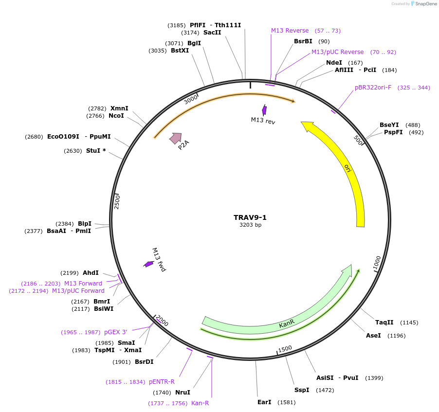 237964-plasmid-map-sequence-id-475813