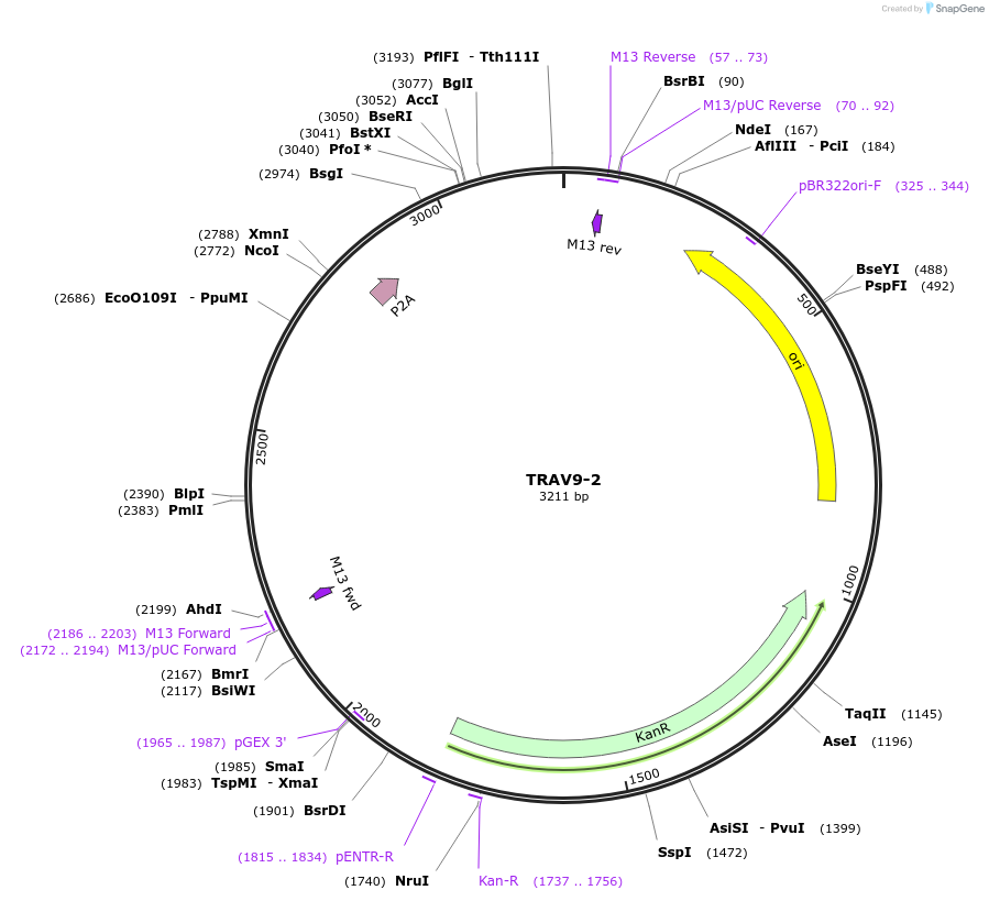 237965-plasmid-map-sequence-id-475814