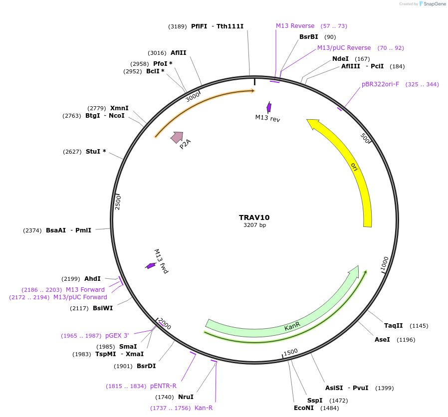 237966-plasmid-map-sequence-id-475815