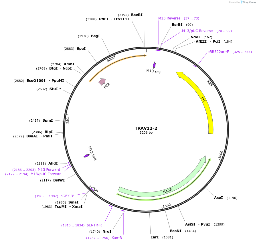 237968-plasmid-map-sequence-id-475817