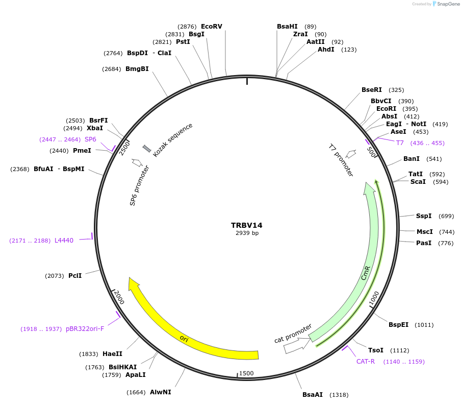 237939-plasmid-map-sequence-id-475818