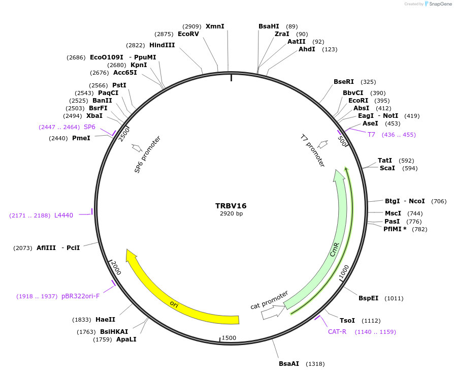 237941-plasmid-map-sequence-id-475820