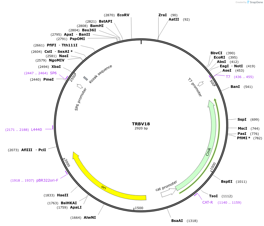 237942-plasmid-map-sequence-id-475821