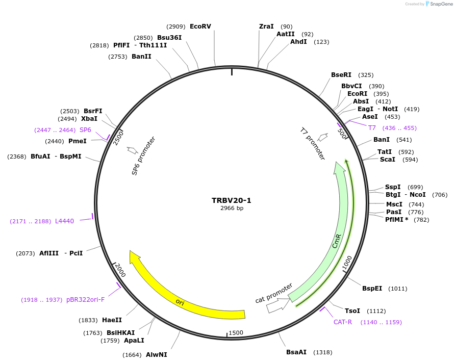 237944-plasmid-map-sequence-id-475822
