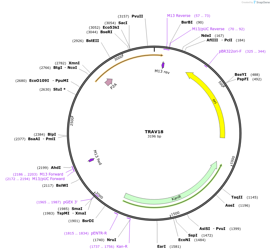 237975-plasmid-map-sequence-id-475823