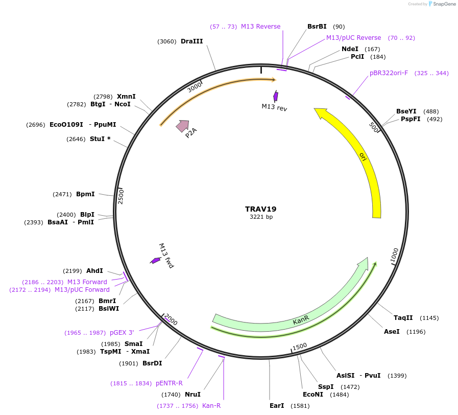 237976-plasmid-map-sequence-id-475824