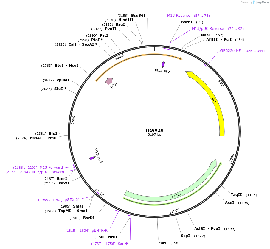237977-plasmid-map-sequence-id-475825