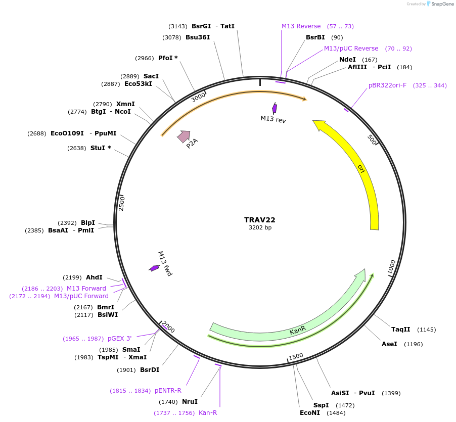 237979-plasmid-map-sequence-id-475826