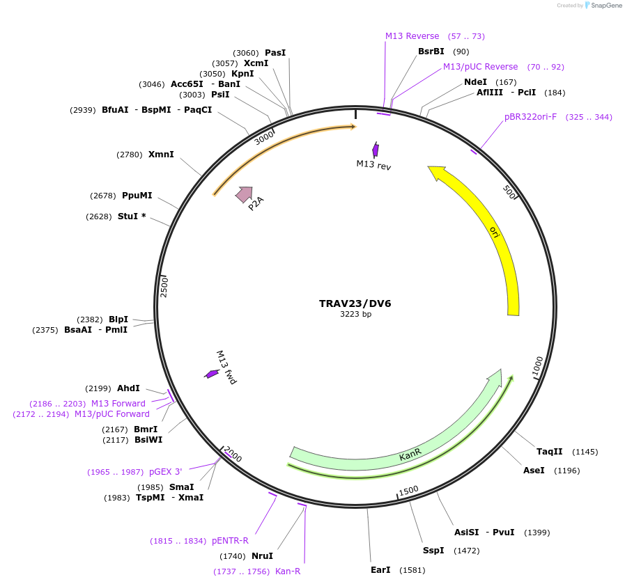 237980-plasmid-map-sequence-id-475827