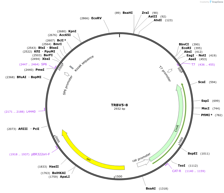 237912-plasmid-map-sequence-id-475828