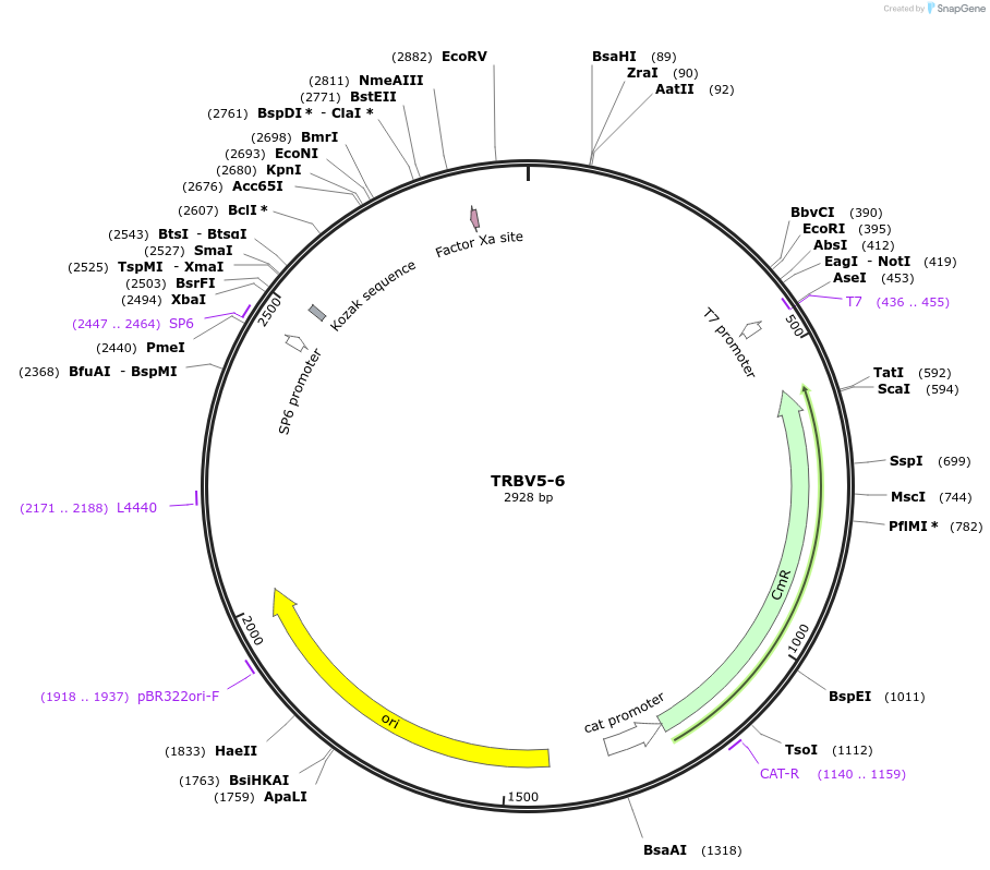 237911-plasmid-map-sequence-id-475829