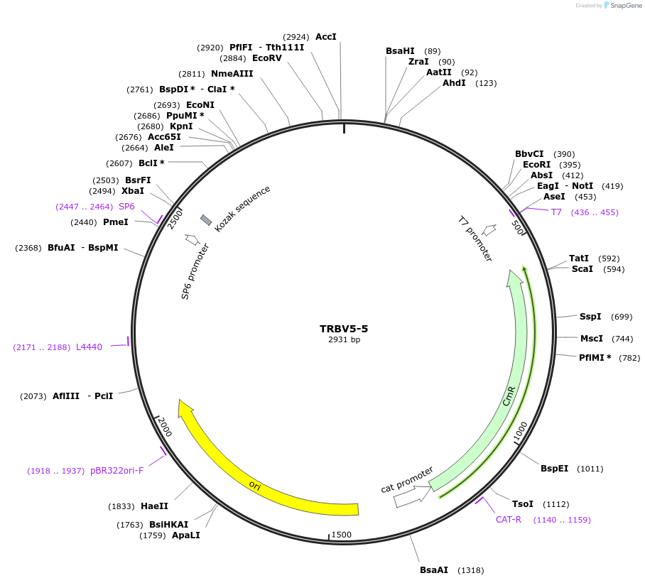 237910-plasmid-map-sequence-id-475830