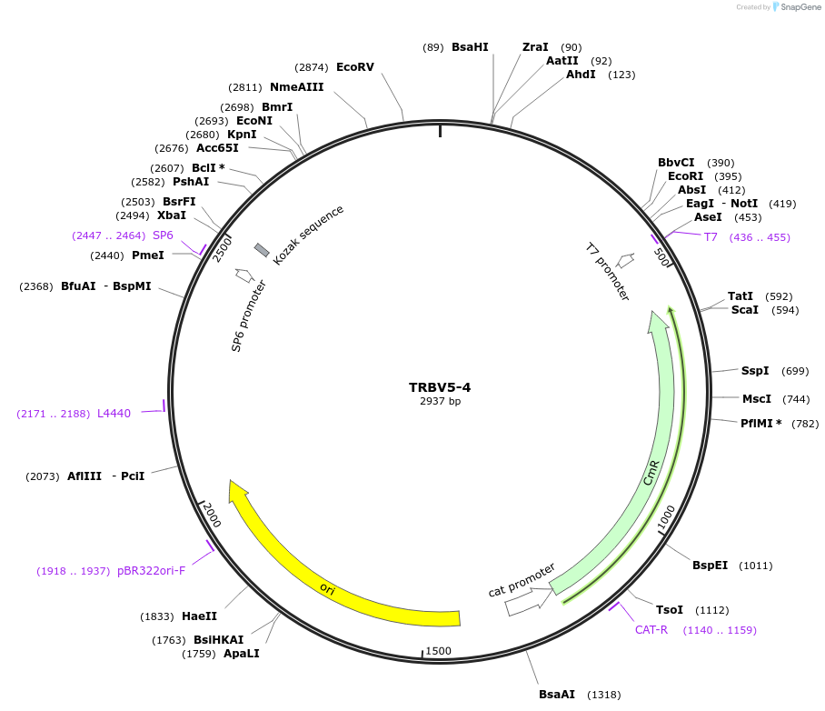237909-plasmid-map-sequence-id-475831
