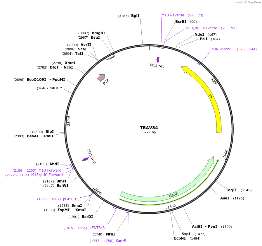 237988-plasmid-map-sequence-id-475833