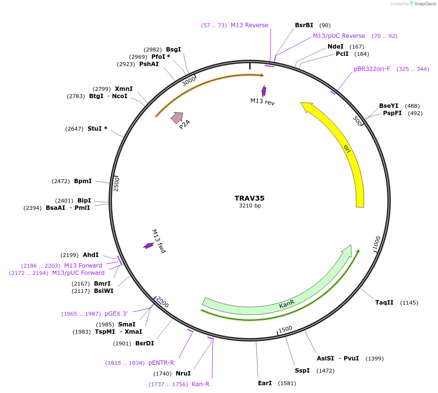 237989-plasmid-map-sequence-id-475834