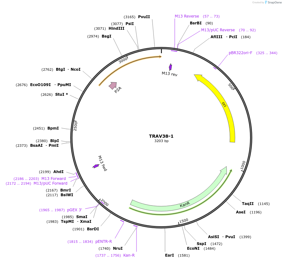 237991-plasmid-map-sequence-id-475836