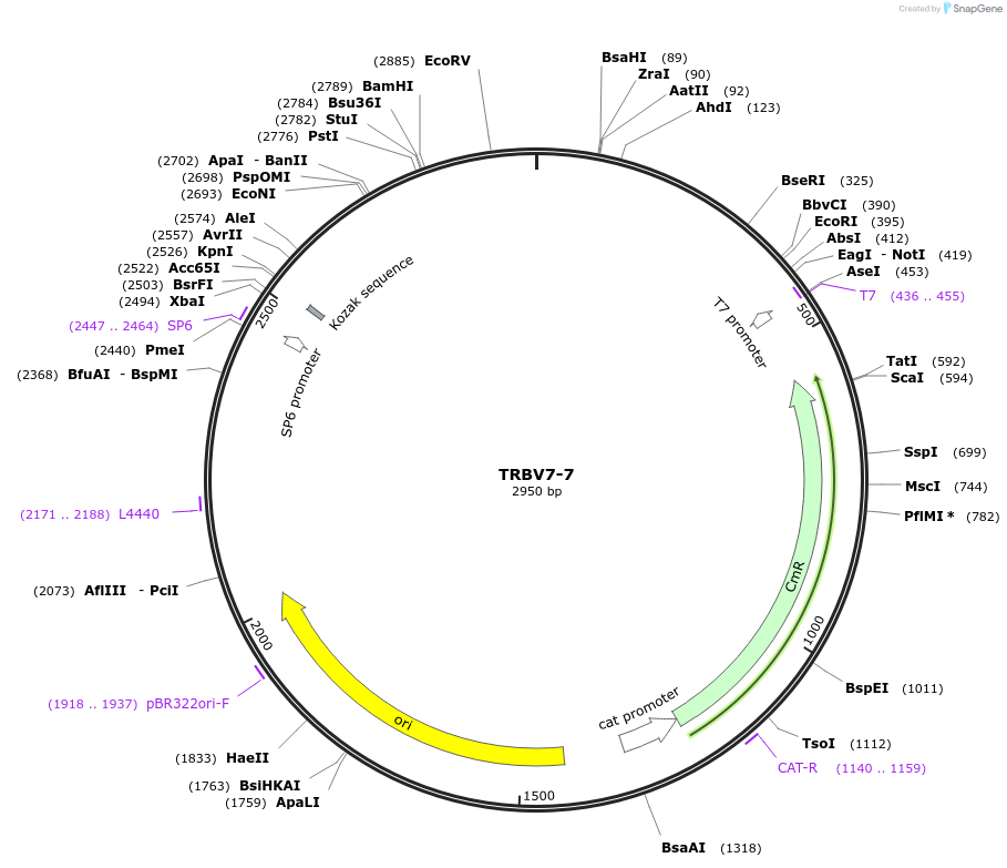 237925-plasmid-map-sequence-id-475838