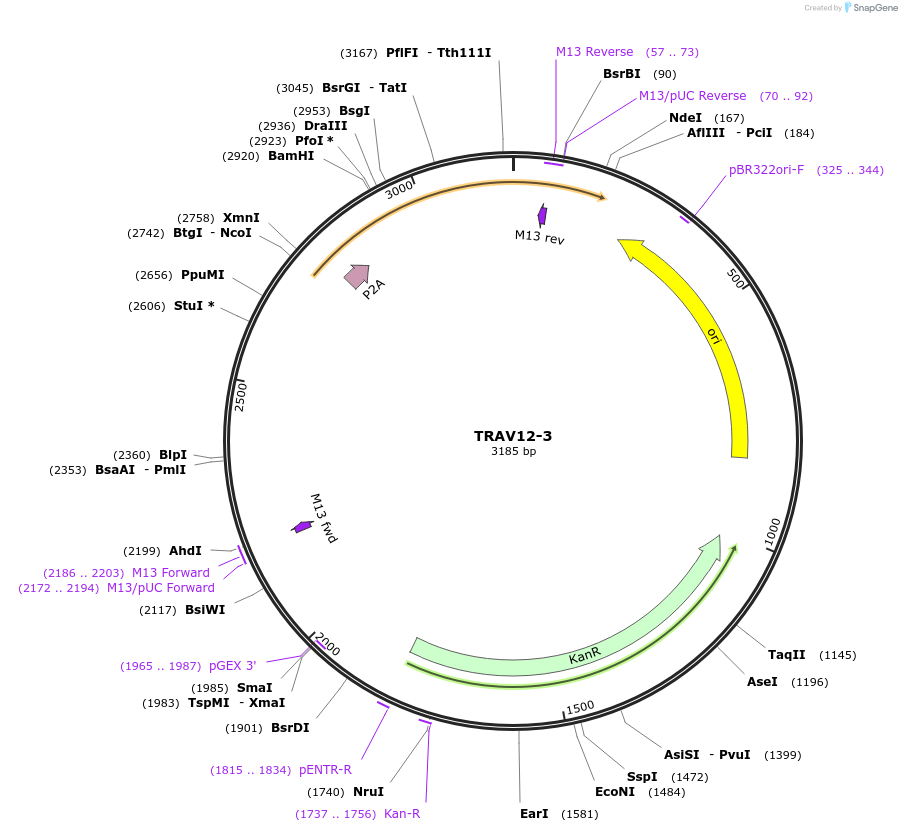 237969-plasmid-map-sequence-id-475840