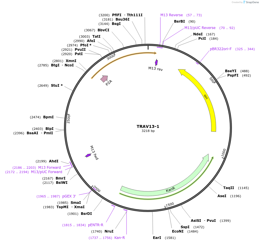 237970-plasmid-map-sequence-id-475841